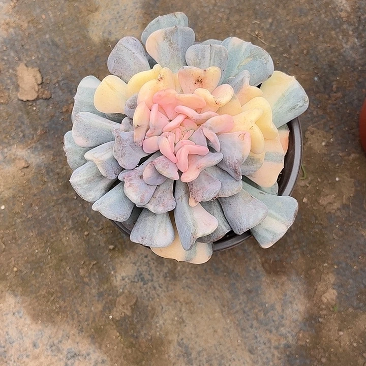 1***7雪精灵锦，物一拍。