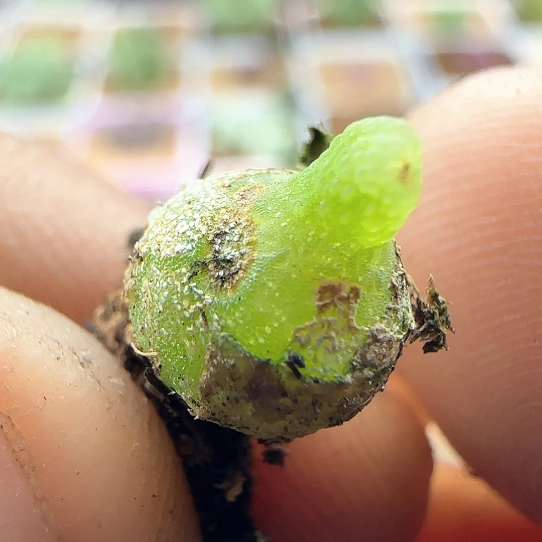 清棚大甩卖啦43012