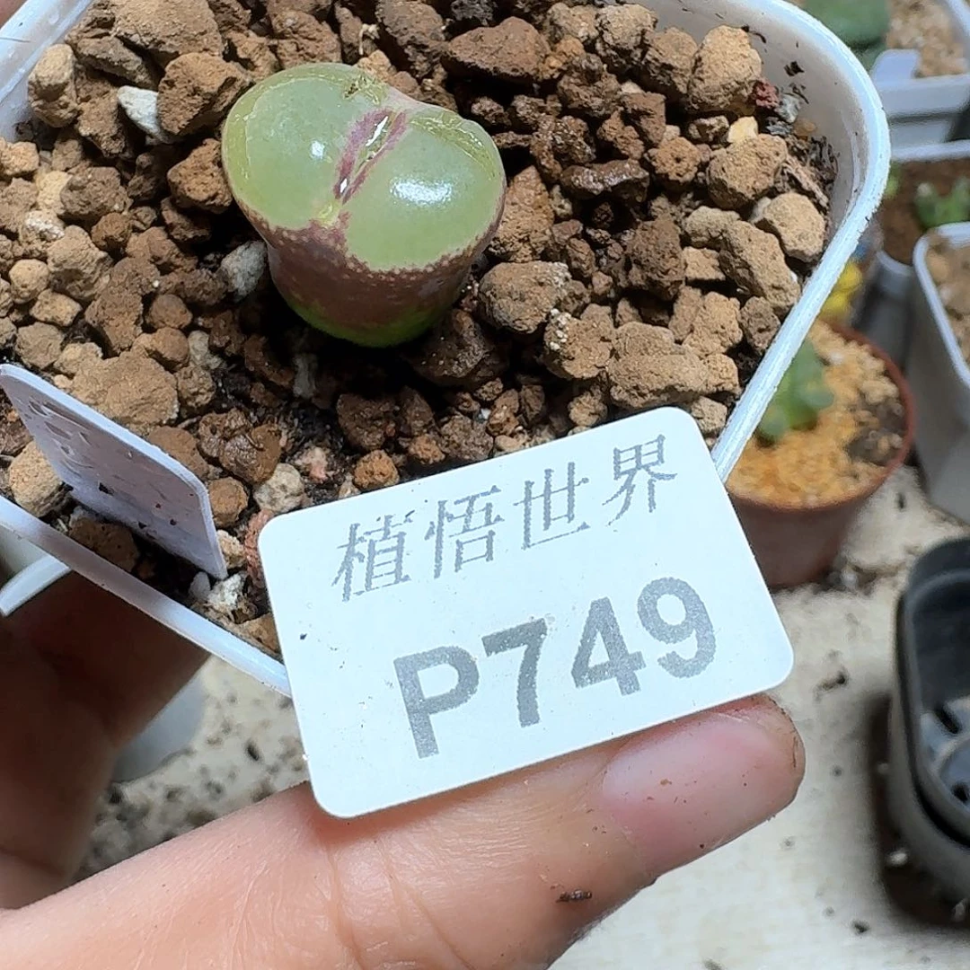 Y***i749盒多肉植物哇cv