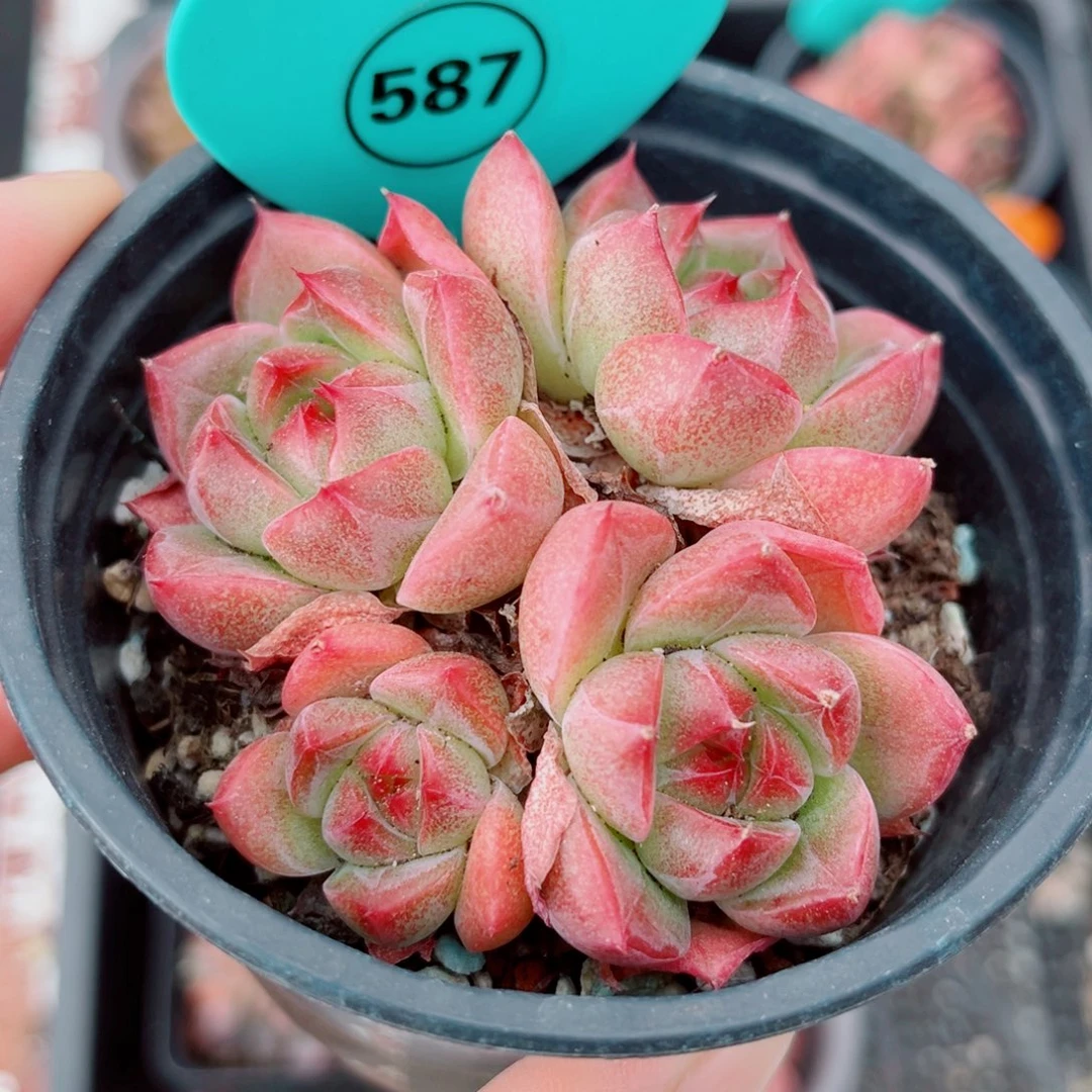 587号小老桩珍妮群