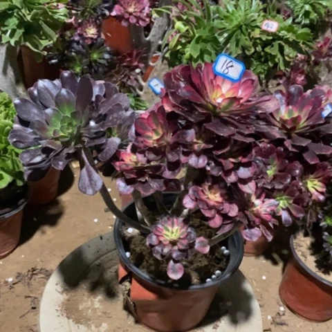 花蝴蝶捧花一物一拍