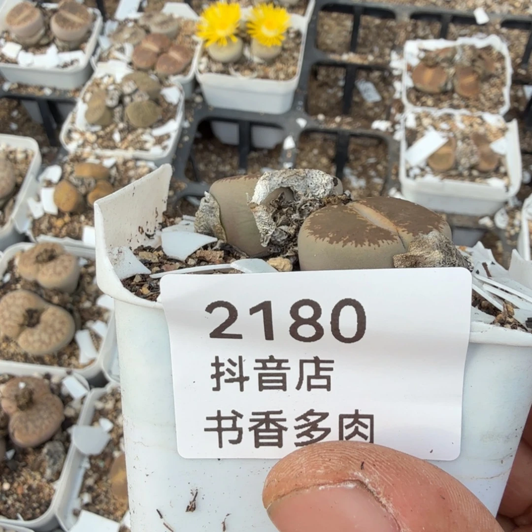 活****多肉。