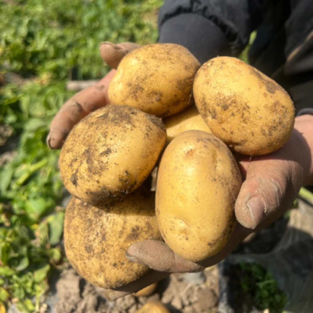 硬币大小 云南黄心土豆新鲜现挖沙面粉糯马铃薯