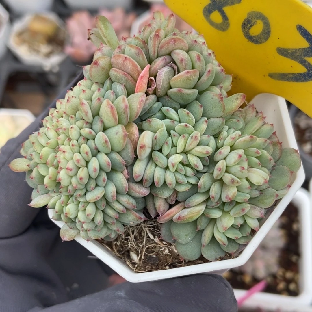 803白胖子缀多肉植物