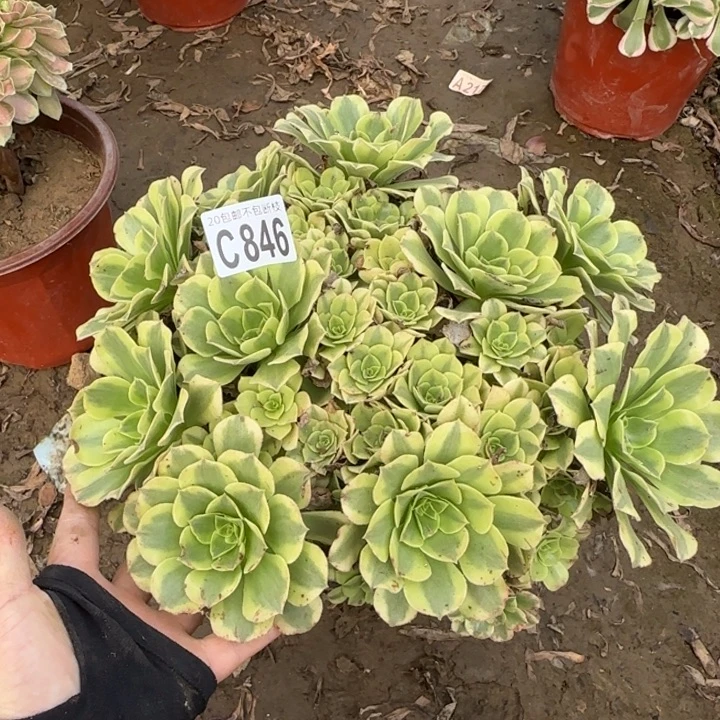 绿豆沙……多肉植物……