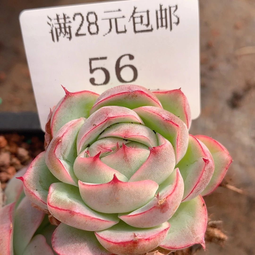 【闪购商品】云56号