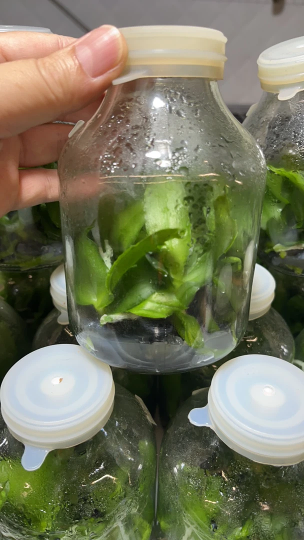 珍奇类原生蝴蝶兰 茉莉H615瓶苗 茉莉花香 浓香