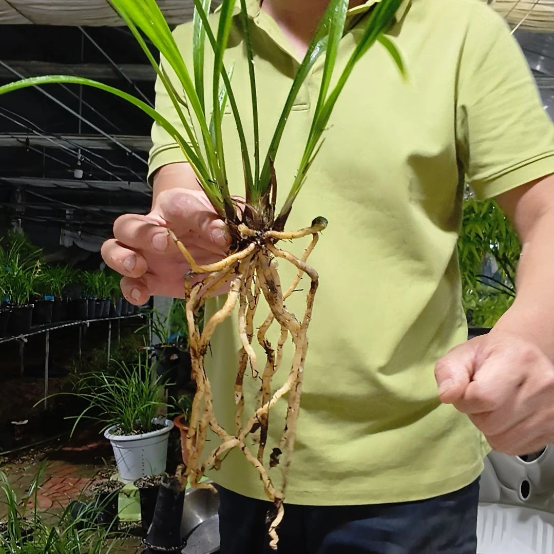 室***香无花朵墨宝建兰兰花