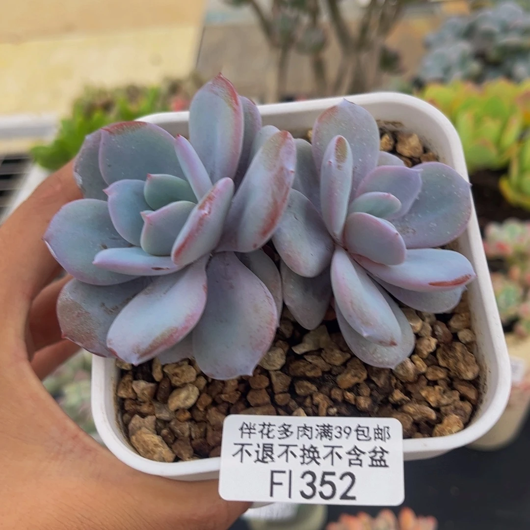 352-奶茶多肉6cm多肉