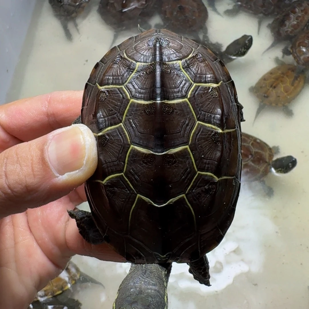 中华草龟母99999999