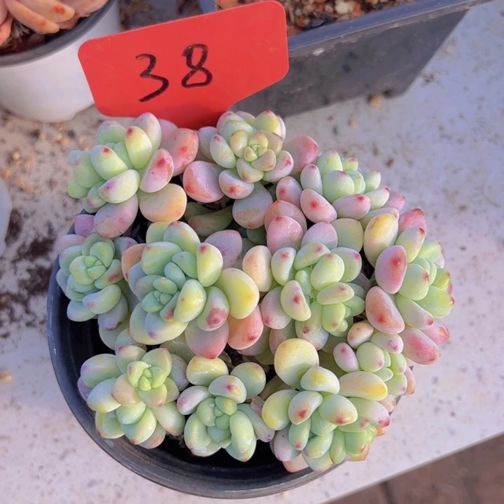 健健康康平平安安