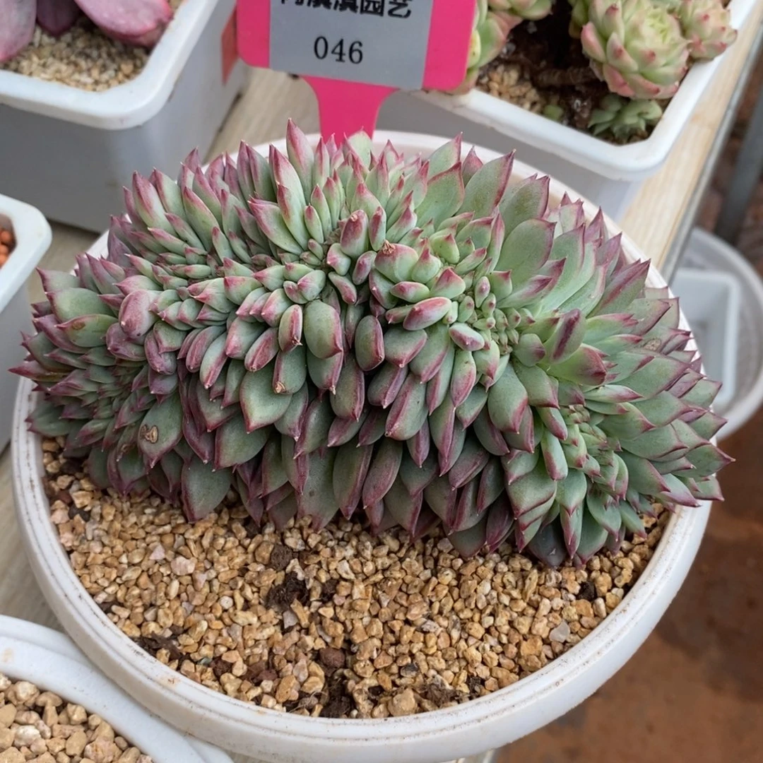 x046-多肉植物 红拉糖缀化