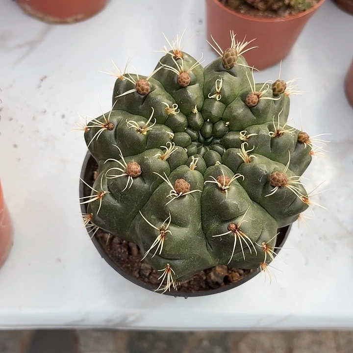 莹绯花玉仙人球1234