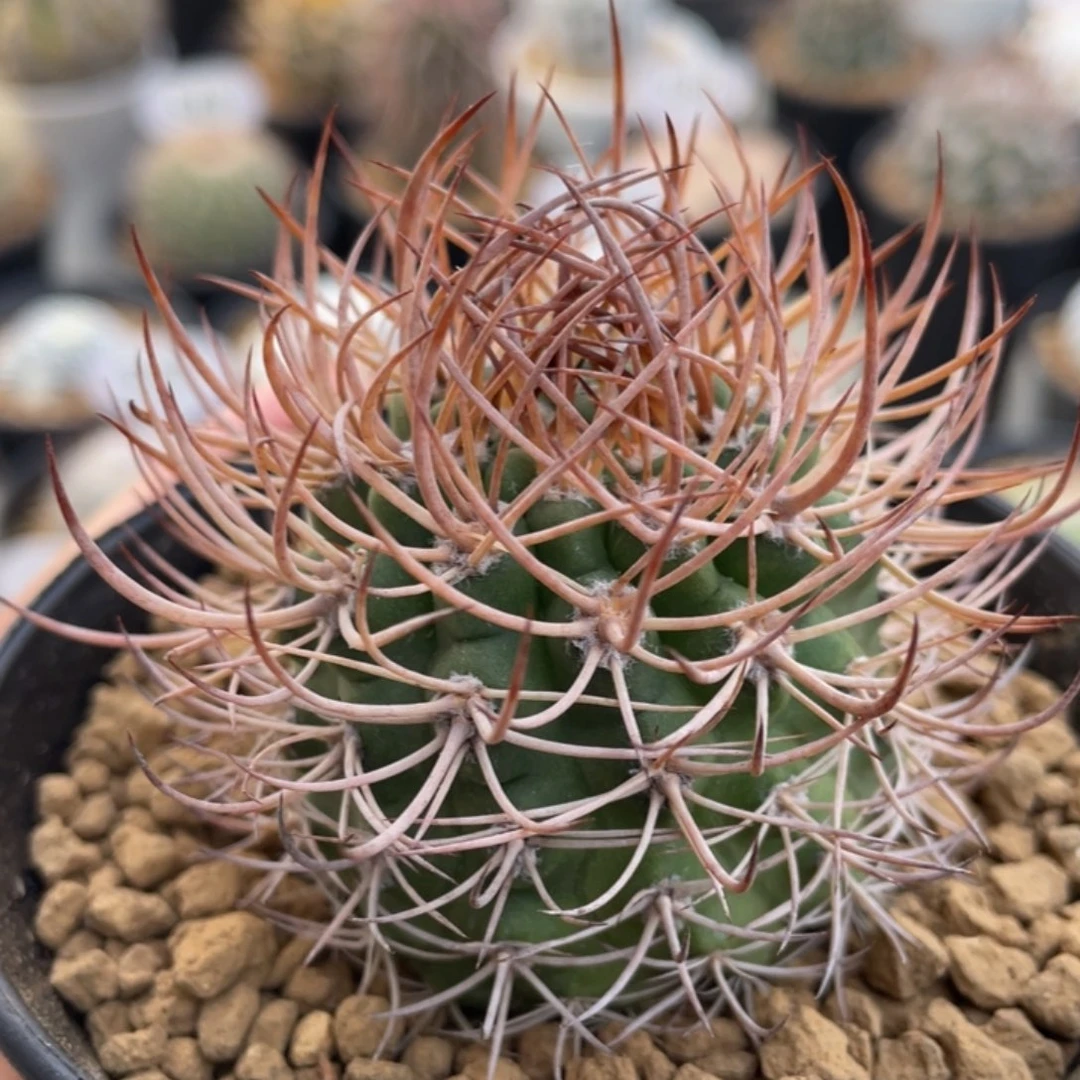 逆豹丸        实生根