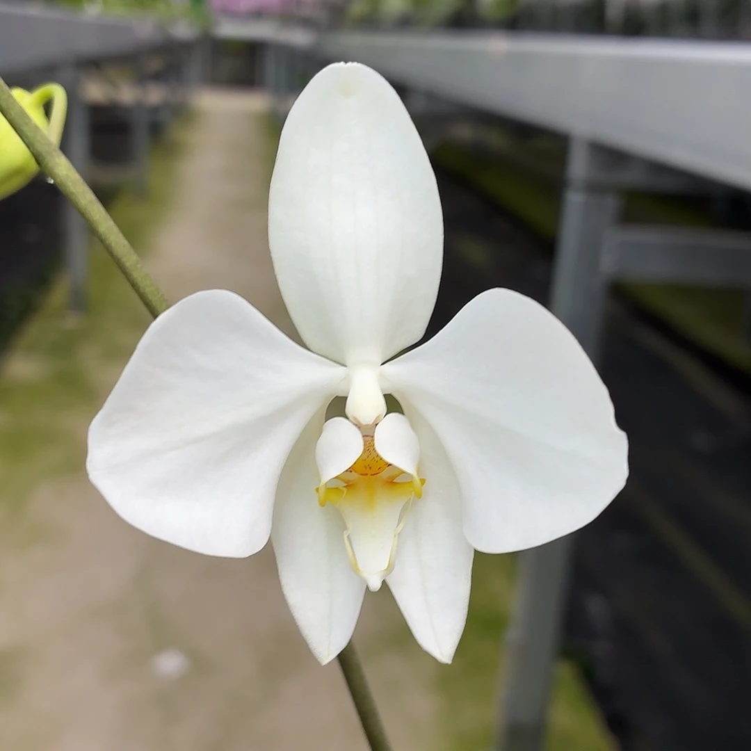 当前无花朵，栽培后可花朵A5479三寸香啊嬷带花带花苞