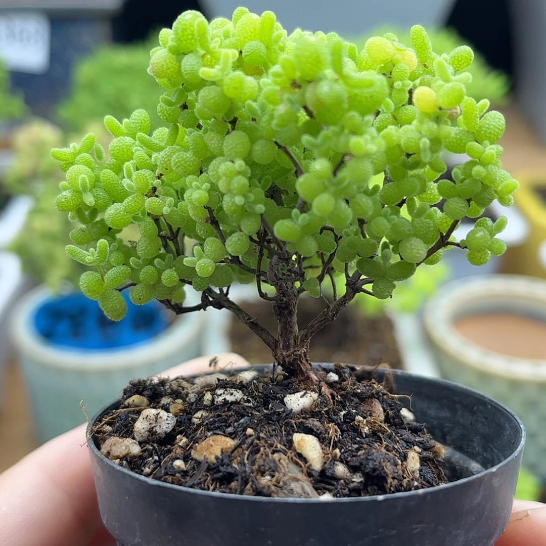 002蜜桔糖球优选枝干