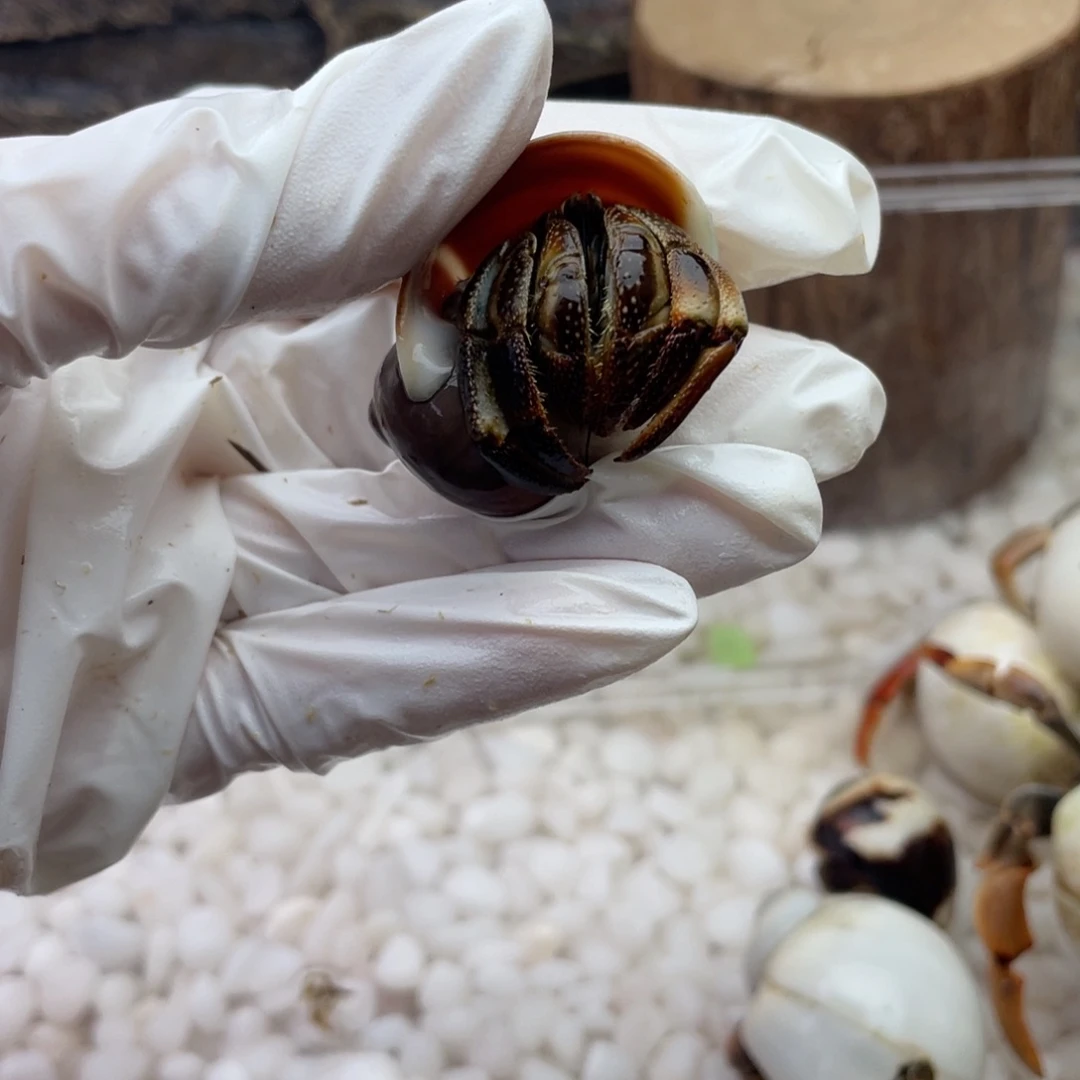 早***早早早拍瓜瓜瓜瓜瓜瓜