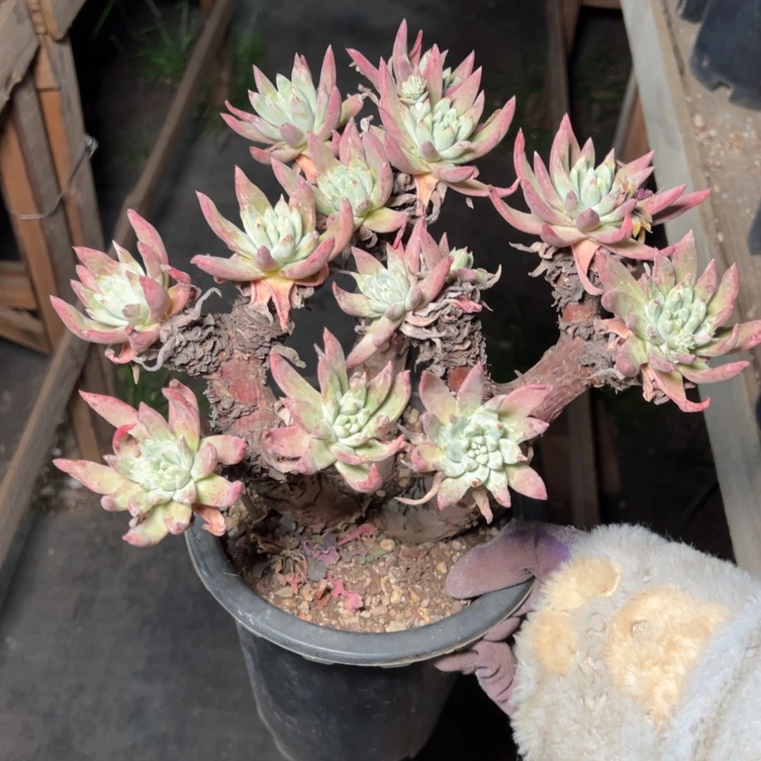 2336法瑞诺莎二代杂交