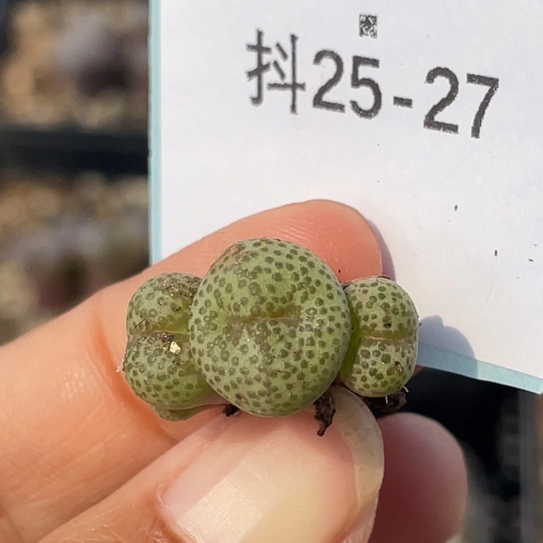25-27金桔多肉植物