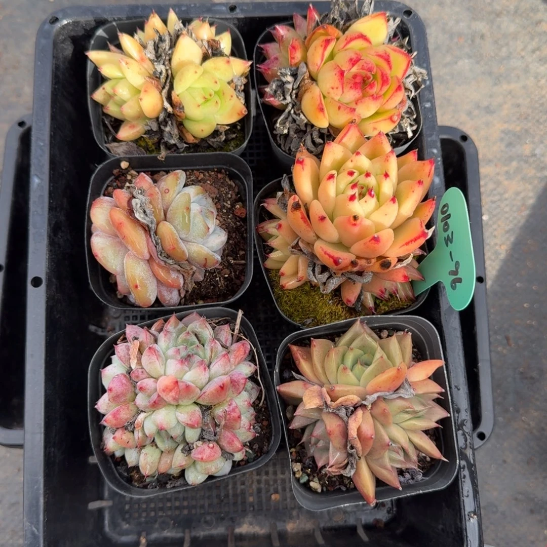 从前慢多肉精选编号0103.96