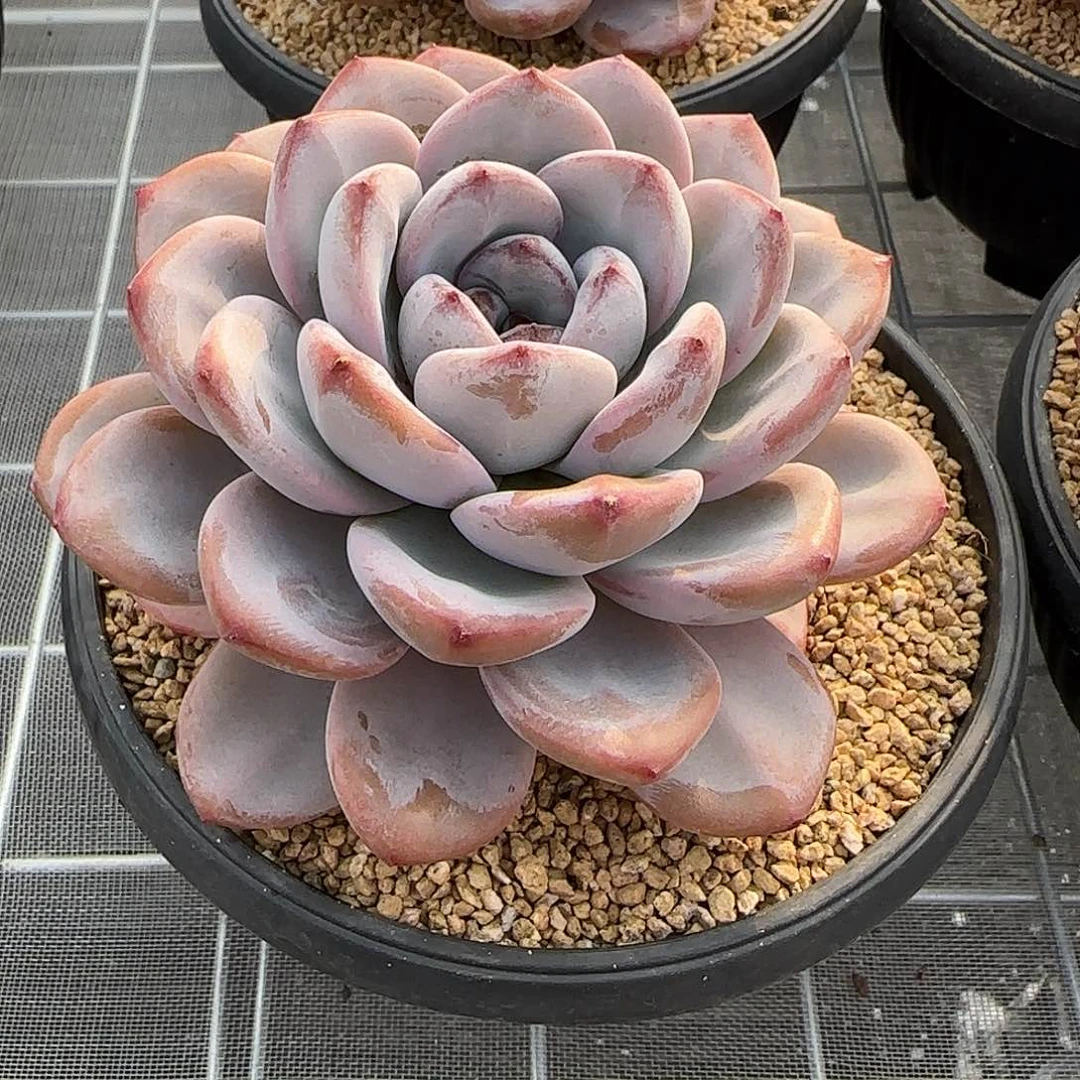 从前慢花园精选星星雪