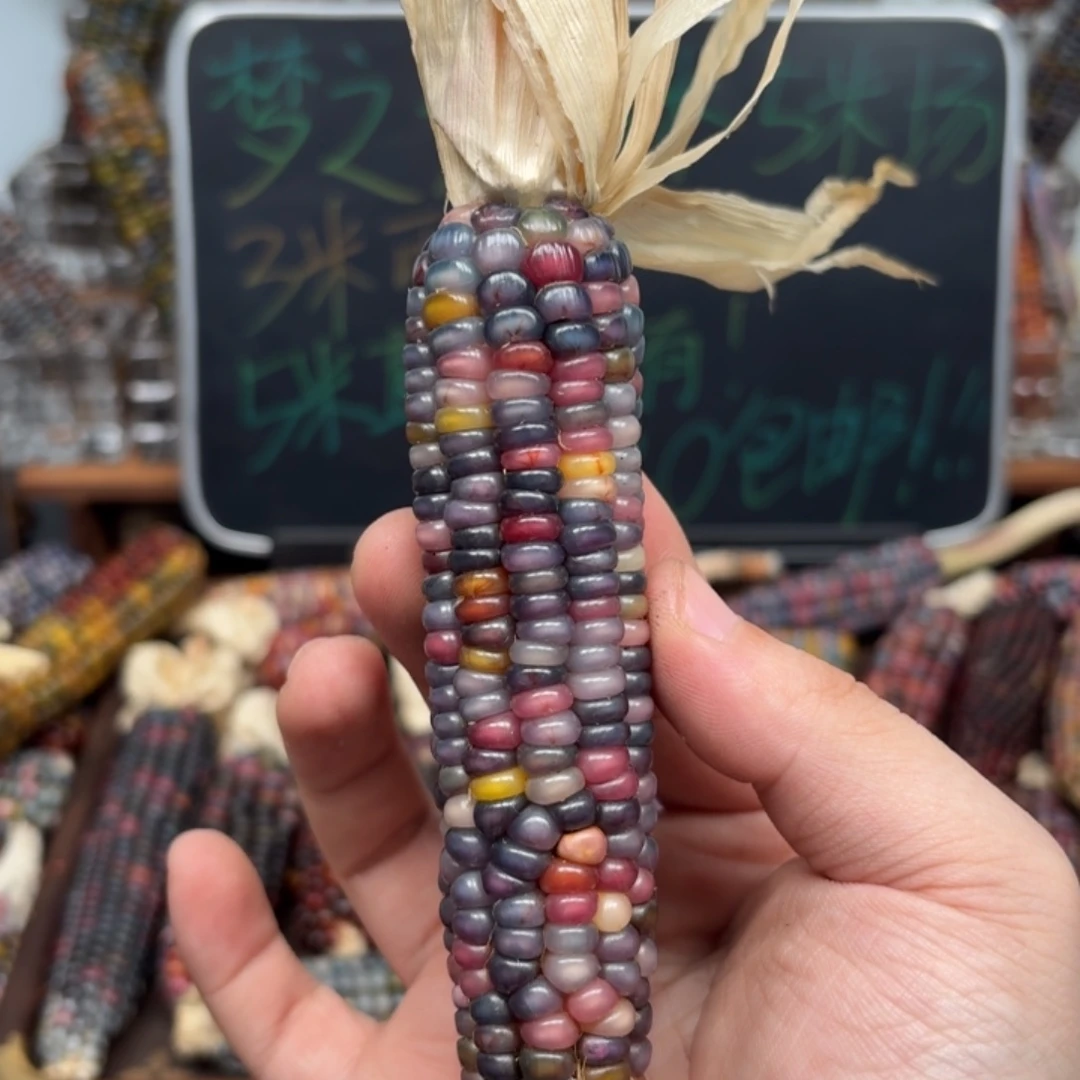 柏香籽/百香籽吊坠Y***贝