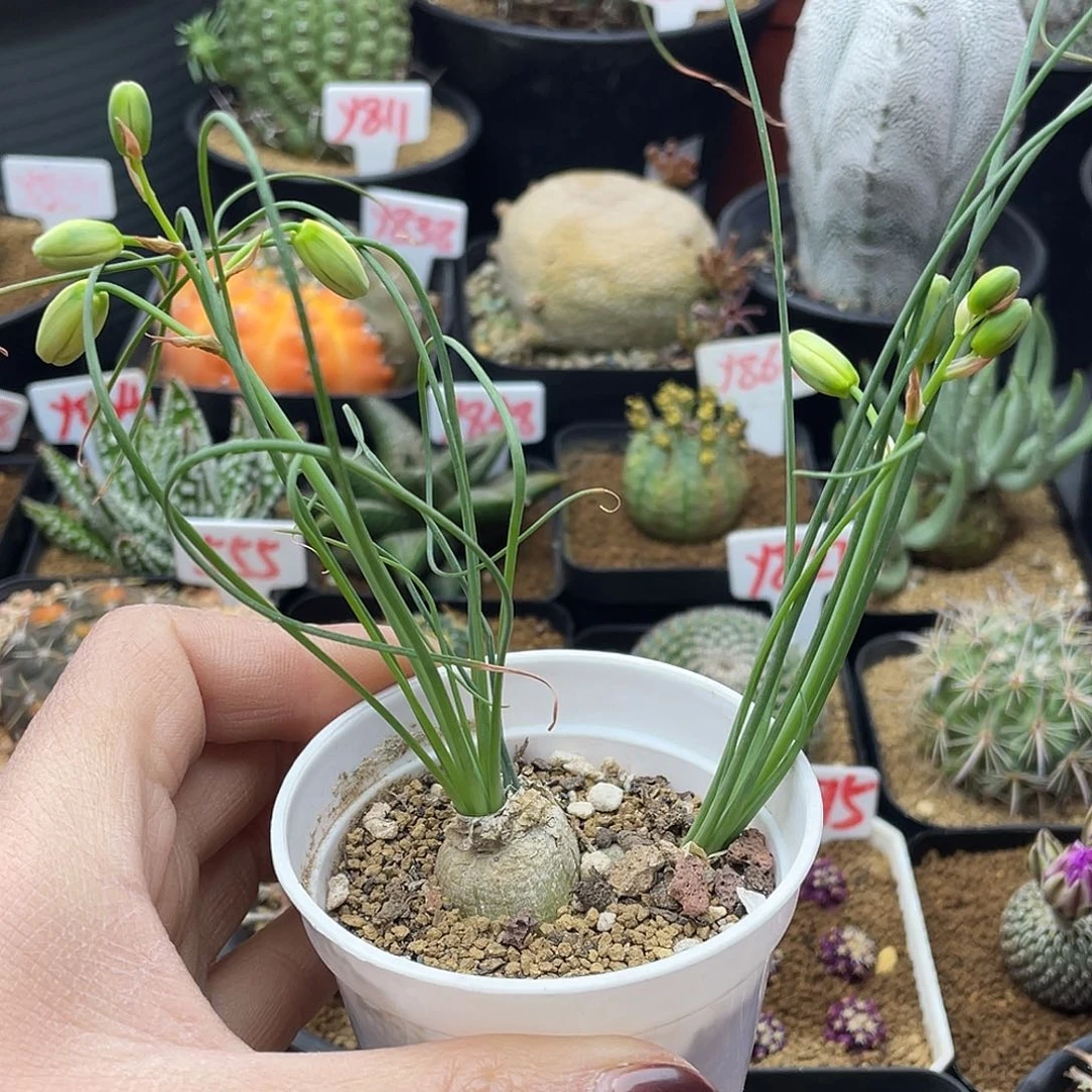 细叶弹簧草仙人球多肉