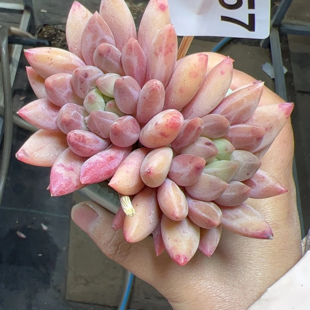 057 满38元包邮一物一拍