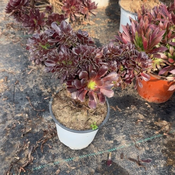 欧紫缀化两单包邮。