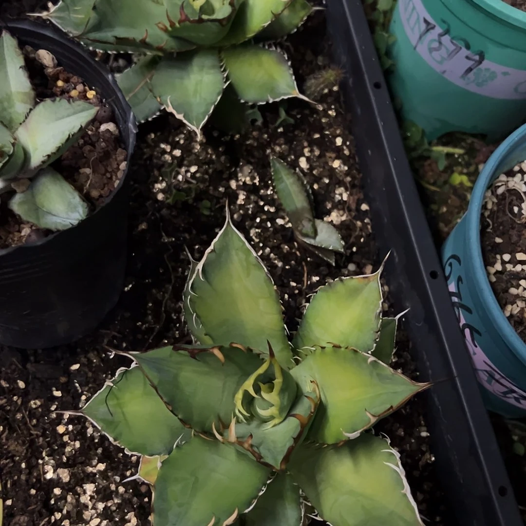 C*Z蓝霸王仁王冠2颗植物