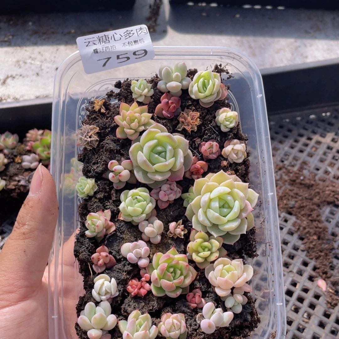 云糖心多肉植物759