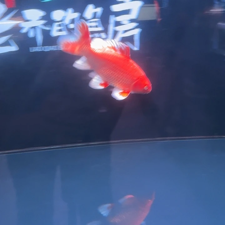 蝴蝶鲤鱼24号蝴蝶鲤8