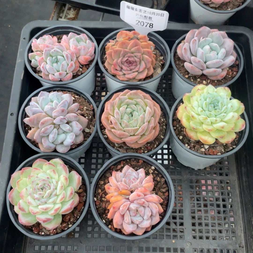 不包整散 盆子不售后2078