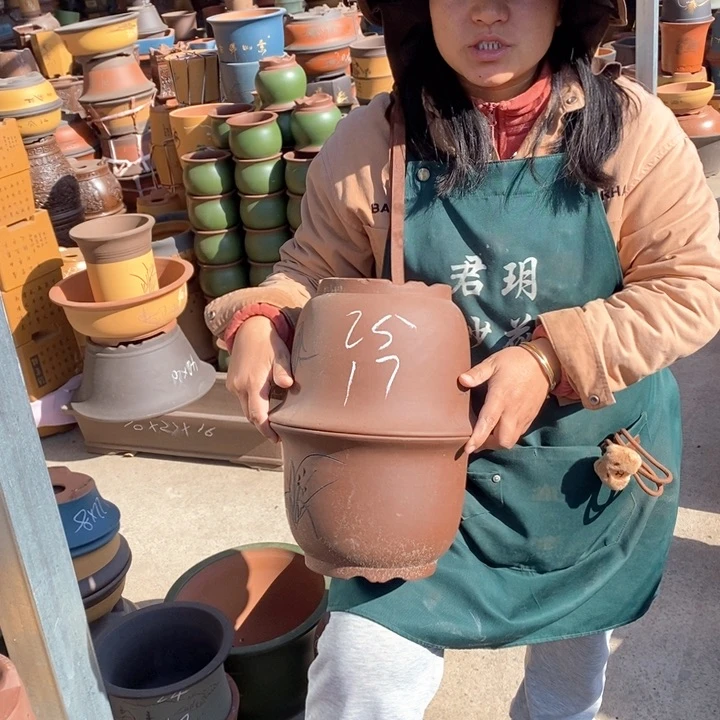 紫砂花盆盆栽花卉苗木种植