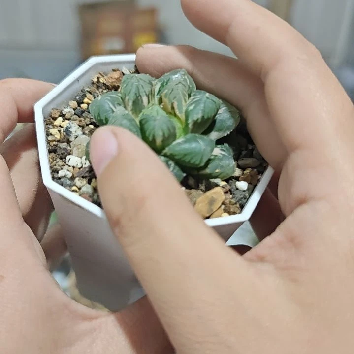一物一拍，十二锦！！