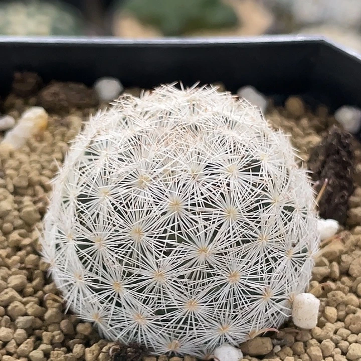 半月实生仙人球