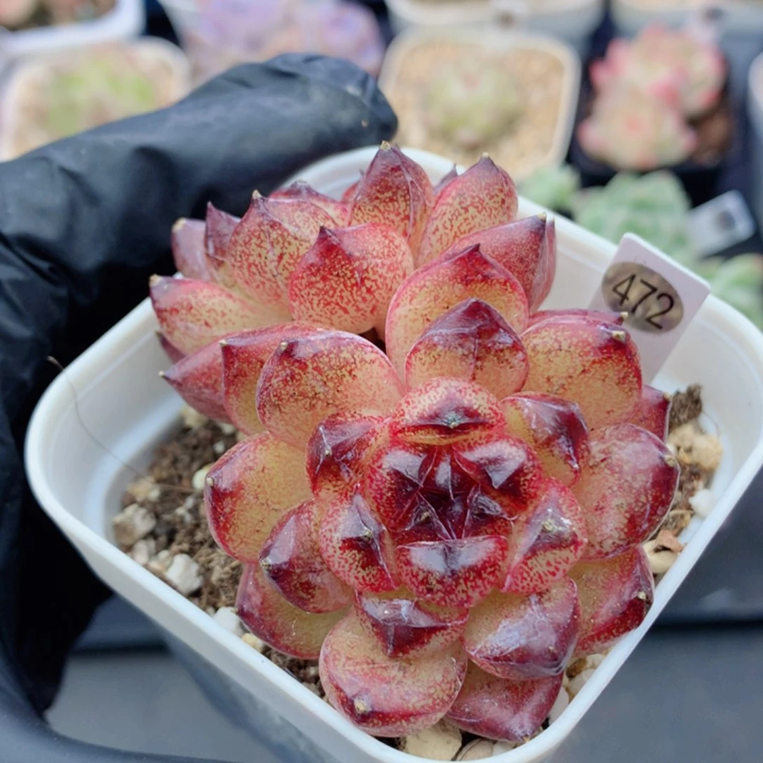 哈哈58包邮  群生不包整472