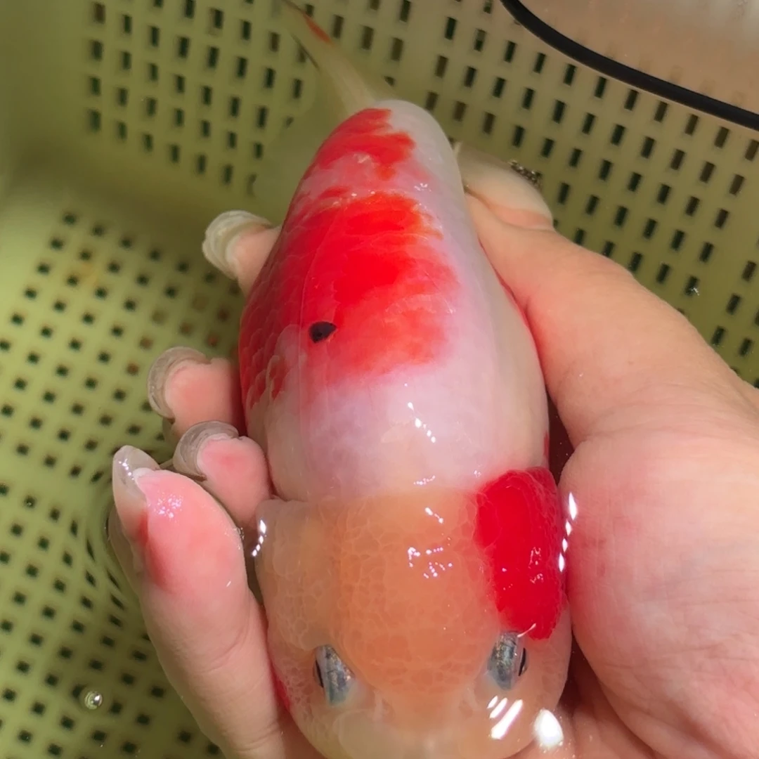 .***.金鱼拍包装包邮，不拍包装运费到付