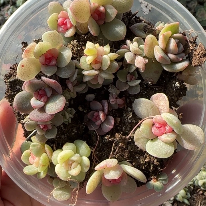 02绝绝子多肉一盆