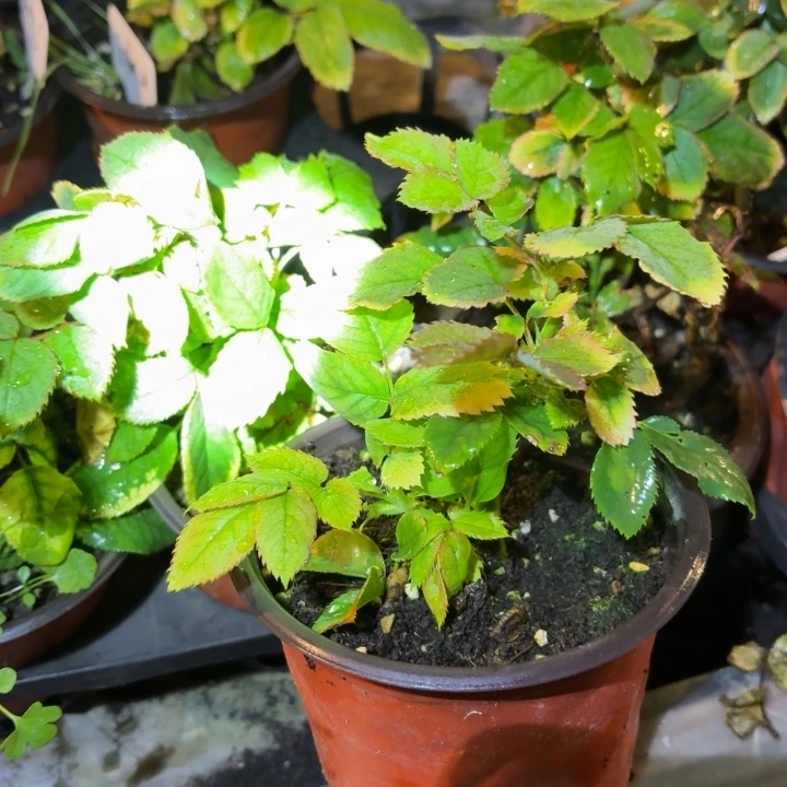无花朵焦糖奶油小苗