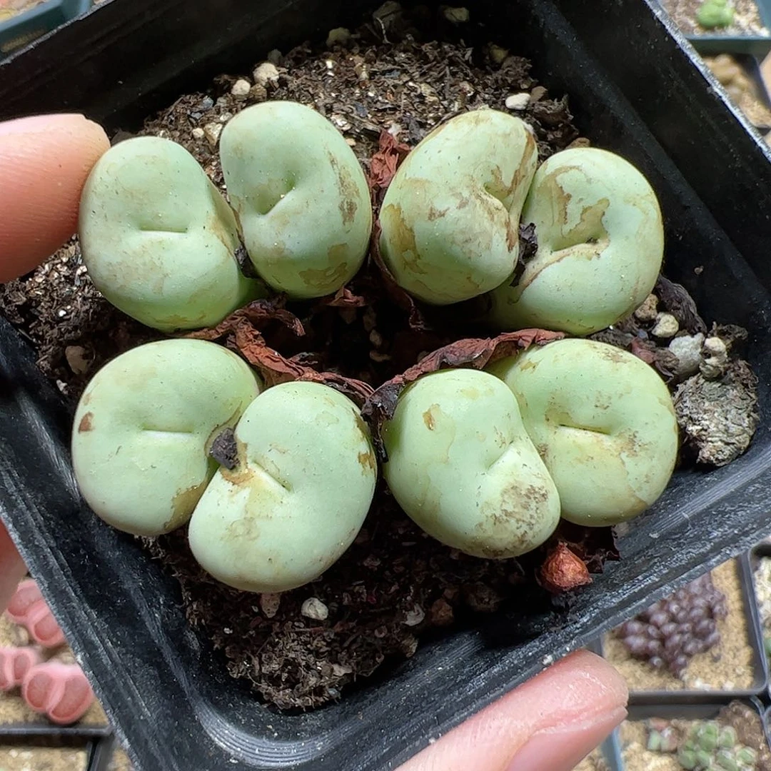 【闪购商品】377 开播福利