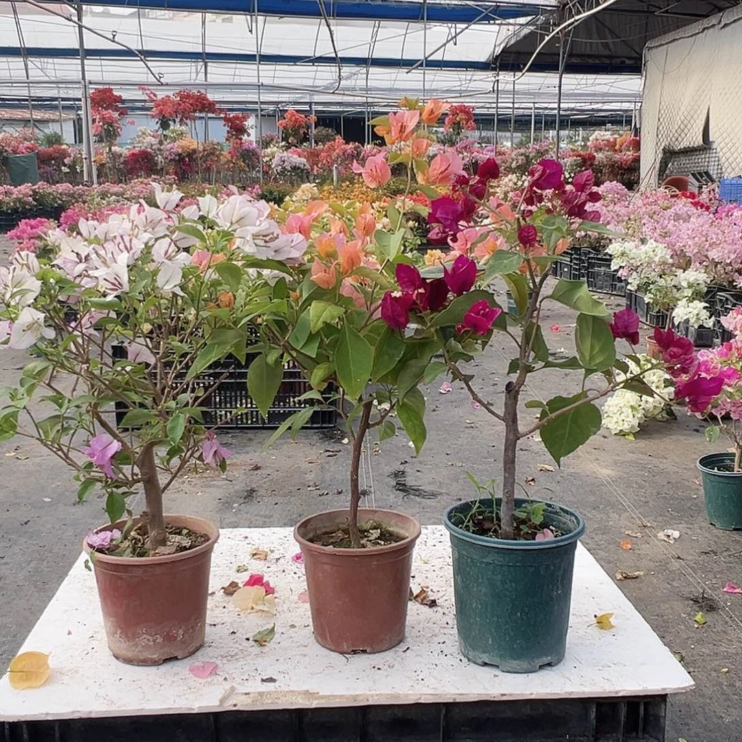 大部分花苞少量开放雪紫，金发女郎，黑暗行者组合