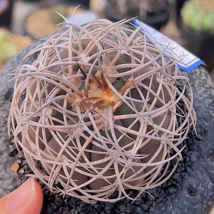 伏刺天平8888888888