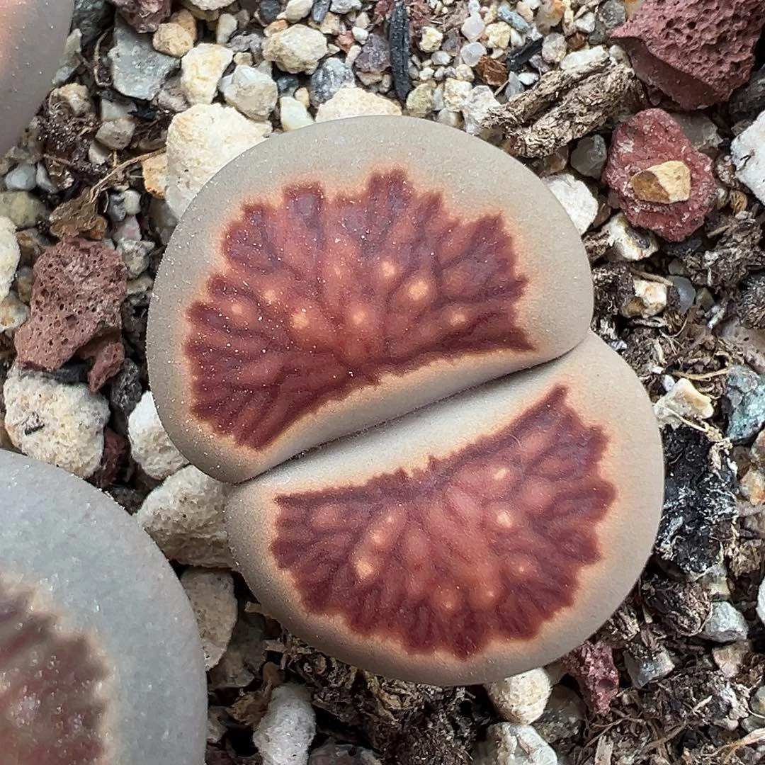 25263.红窗菊小泡泡