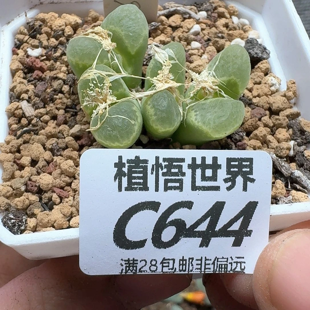 drzwdrs多肉植物的润泽g