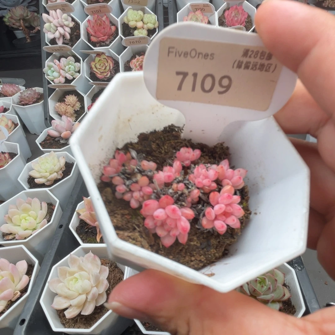 7109可爱泡泡4.0厘米