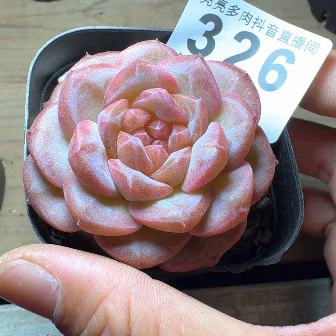 虎魄         多肉植物