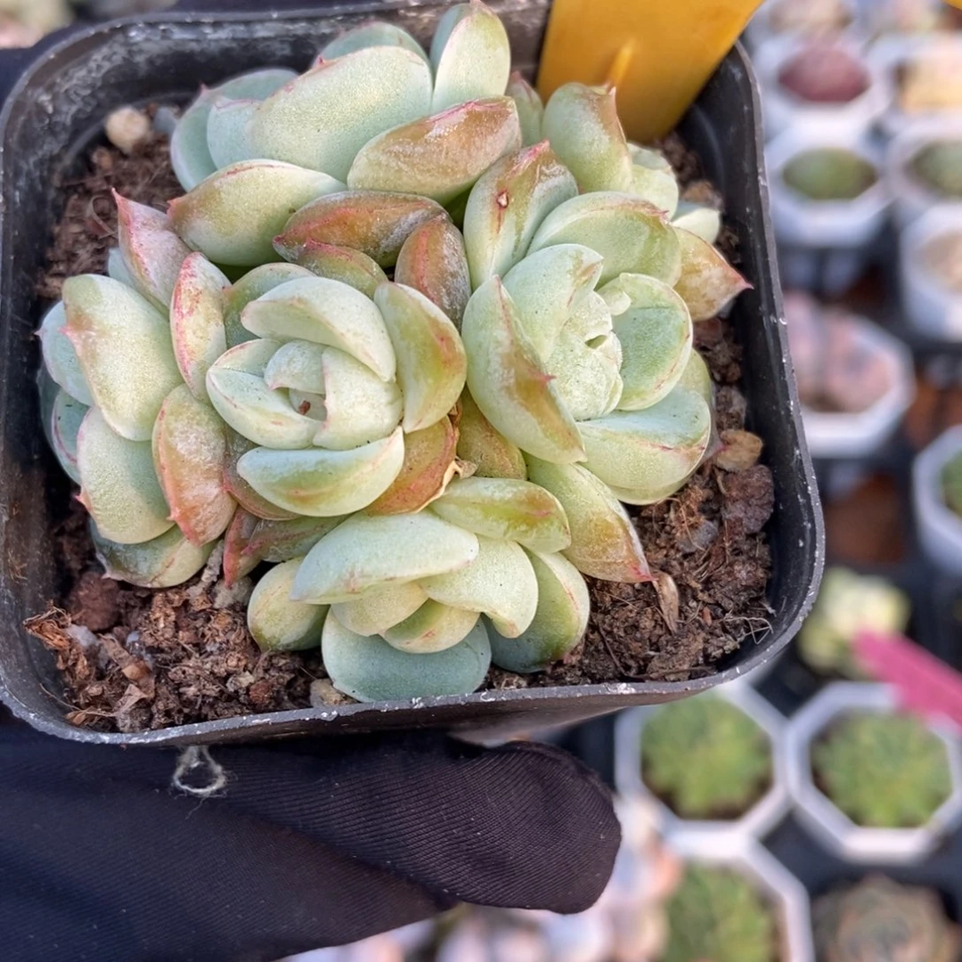 566胖虎珍妮多肉植物
