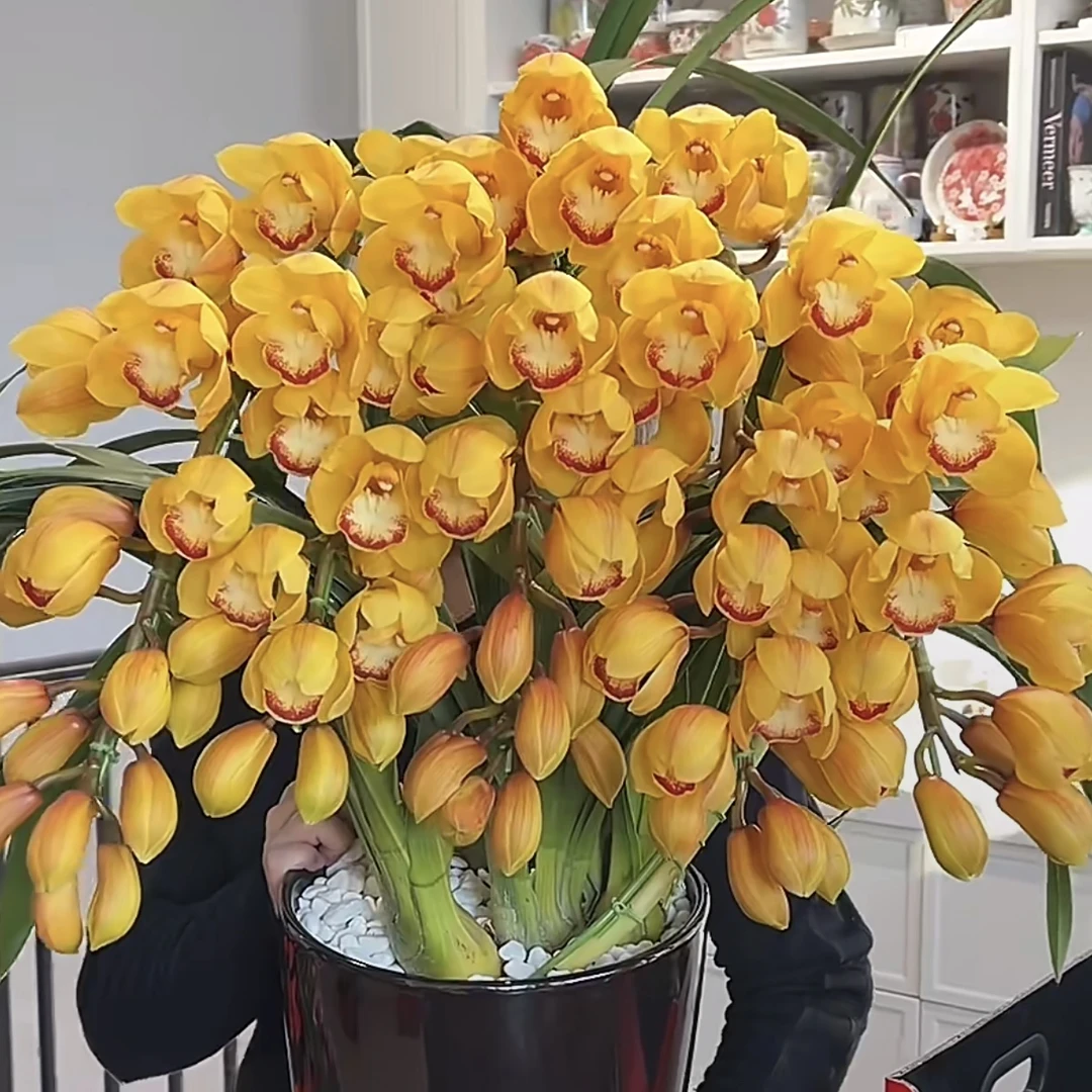 杨贵妃750【4支花剑拱兰】大花蕙兰年宵花盆栽花卉多年生室内阳台