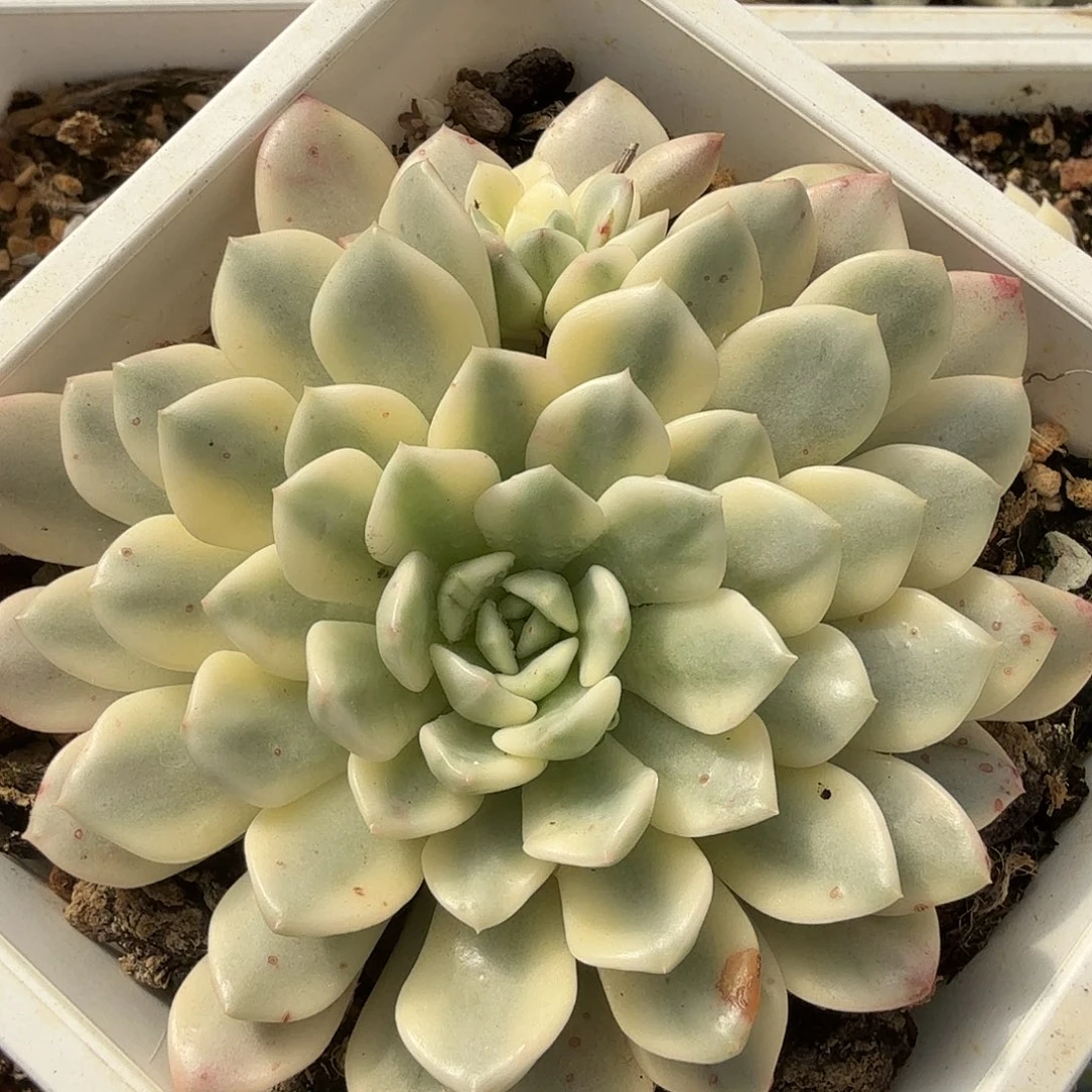 红宝石锦，多肉植物